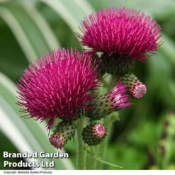 Cirsium Rivulare 'Atropurpureum' -Perfect Greenery CIRS ATROPURPU T07804