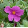 Cistus X Pulverulentus 'Sunset' -Perfect Greenery CIST T66145 A