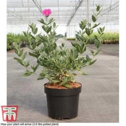Cistus X Pulverulentus 'Sunset' -Perfect Greenery CIST T66145 D3