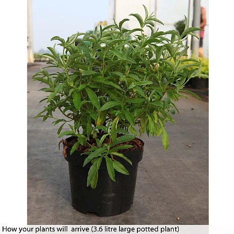 Cistus X Purpureus 'Alan Fradd' 4 Cistus X Purpureus 'Alan Fradd' - Image 2