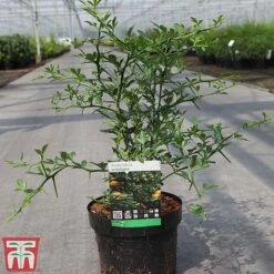Citrus Trifoliata 10 Citrus Trifoliata -Perfect Greenery CITR TKA3374 A