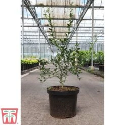 Citrus Trifoliata 11 Citrus Trifoliata -Perfect Greenery CITR TKA3374 B