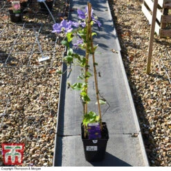 Clematis 'General Sikorski' -Perfect Greenery CLEM 59409 A2