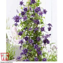 Clematis 'Kokonoe' -Perfect Greenery CLEM KA8209 D