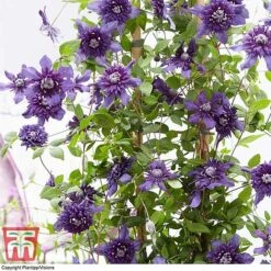 Clematis 'Kokonoe' -Perfect Greenery CLEM KA8209 E
