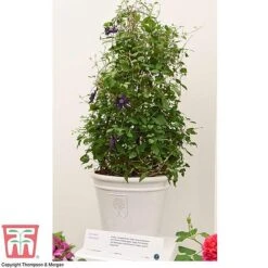 Clematis 'Kokonoe' -Perfect Greenery CLEM KA8209 RHS