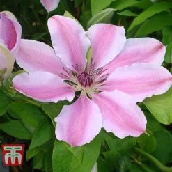 Clematis 'Nelly Moser' -Perfect Greenery CLEM T58049 B