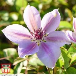 Clematis 'Nelly Moser' -Perfect Greenery CLEM T58049 BB