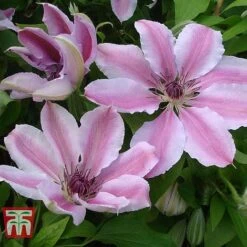 Clematis 'Nelly Moser' -Perfect Greenery CLEM T58049 C