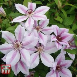 Clematis 'Nelly Moser' -Perfect Greenery CLEM T58049 D