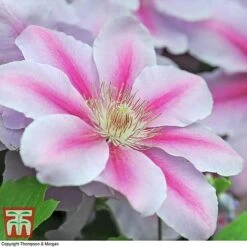 Clematis 'Nelly Moser' -Perfect Greenery CLEM T58049 E