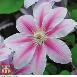Clematis 'Nelly Moser' -Perfect Greenery CLEM T58049 F