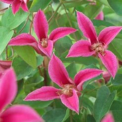 Clematis 'Princess Diana' -Perfect Greenery CLEM T58051 A h