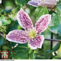 Clematis Cirrhosa Var. Purpurascens 'Freckles' -Perfect Greenery CLEM T59148 C1