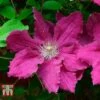 Clematis 'Ernest Markham' -Perfect Greenery CLEM T59151 B