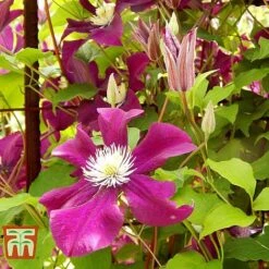 Clematis 'Ernest Markham' -Perfect Greenery CLEM T59151 D