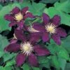 Clematis 'The Vagabond' -Perfect Greenery CLEM T59158 A h