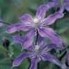 Clematis 'Arabella' -Perfect Greenery CLEM T59395 A h