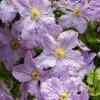 Clematis 'Blekitny Aniol' -Perfect Greenery CLEM T59398 A h