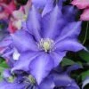 Clematis 'Daniel Deronda' -Perfect Greenery CLEM T59402 A h