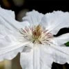 Clematis 'Destiny' -Perfect Greenery CLEM T59403 A h
