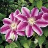 Clematis 'Dr Ruppel' 2 Clematis 'Dr Ruppel' -Perfect Greenery CLEM T59405 A h