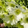 Clematis 'Early Sensation' 2 Clematis 'Early Sensation' -Perfect Greenery CLEM T59407 A