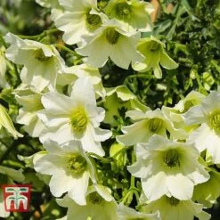 Clematis 'Early Sensation' -Perfect Greenery CLEM T59407 C