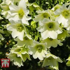 Clematis 'Early Sensation' -Perfect Greenery CLEM T59407 D