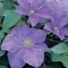 Clematis 'Fujimusume' -Perfect Greenery CLEM T59408 A h