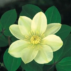 Clematis 'Guernsey Cream' -Perfect Greenery CLEM T59411 A h