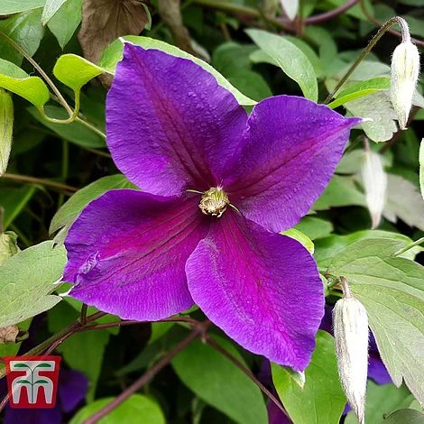 Clematis 'Jackmanii' 3 Clematis 'Jackmanii'