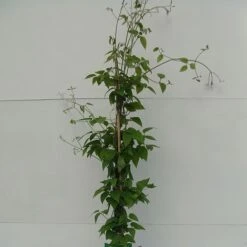 Clematis 'Justa' -Perfect Greenery CLEM T59416 A h