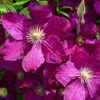 Clematis 'Kardynal Wyszynski' -Perfect Greenery CLEM T59417 A h