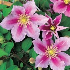 Clematis 'Piilu' -Perfect Greenery CLEM T59431 A h