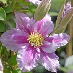 Clematis 'Piilu' -Perfect Greenery CLEM T59431 B h