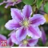 Clematis 'Piilu' 1 Clematis 'Piilu' -Perfect Greenery CLEM T59431 C
