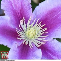 Clematis 'Piilu' -Perfect Greenery CLEM T59431 E