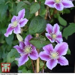 Clematis 'Piilu' -Perfect Greenery CLEM T59431 G