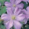 Clematis 'Prince Charles' -Perfect Greenery CLEM T59433 A h