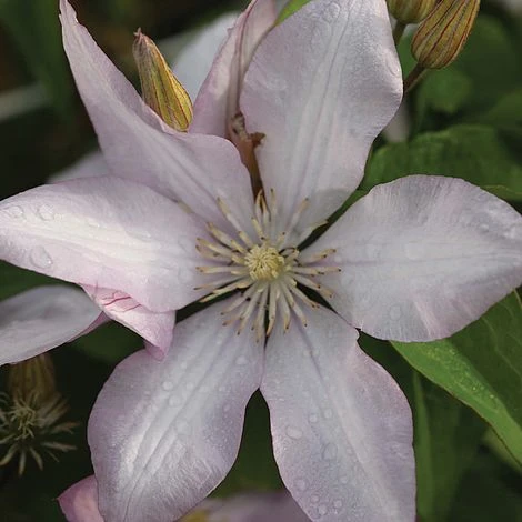 Clematis 'Proteus' 4 Clematis 'Proteus' - Image 2