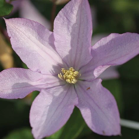 Clematis 'Proteus' 5 Clematis 'Proteus' - Image 3
