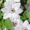 Clematis 'Snow Queen' -Perfect Greenery CLEM T59445 A h