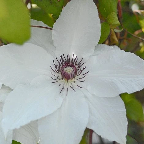 Clematis 'Snow Queen' 4 Clematis 'Snow Queen' - Image 2