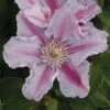 Clematis 'Tudor' -Perfect Greenery CLEM T59449 A h