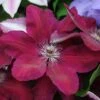 Clematis 'Westerplatte' -Perfect Greenery CLEM T59463 A h