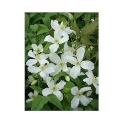 Clematis Montana 'Grandiflora' -Perfect Greenery CLEM T66150 A h