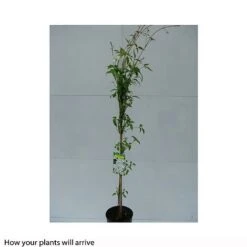 Clematis Montana 'Grandiflora' -Perfect Greenery CLEM T66150 B h