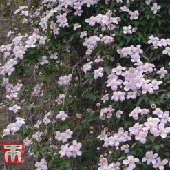 Clematis Montana 'Rubens' -Perfect Greenery CLEM T66151 B