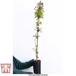 Clematis Montana 'Rubens' -Perfect Greenery CLEM T66151 C